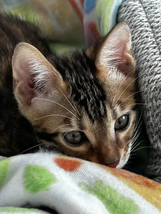 Bengal Kittens & Cats For Sale In Florida 5