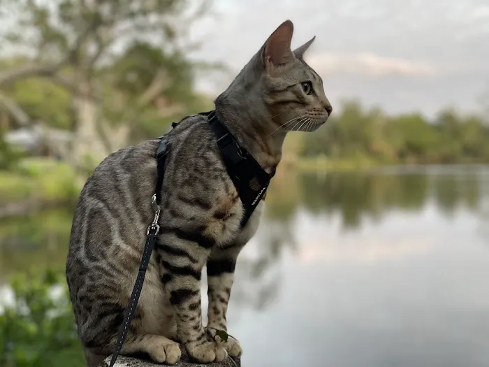 Bengal Kittens & Cats For Sale In Florida 7