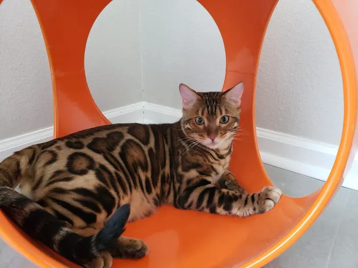 Bengal Kittens & Cats For Sale In Florida 4