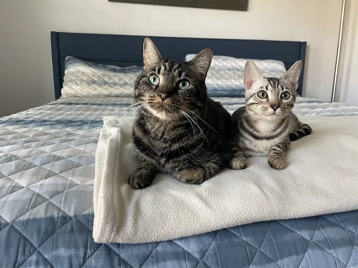 Bengal Kittens & Cats For Sale In Florida 6