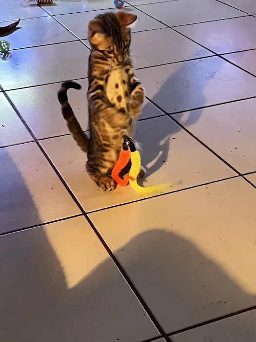 Bengal Kittens & Cats For Sale In Florida 8