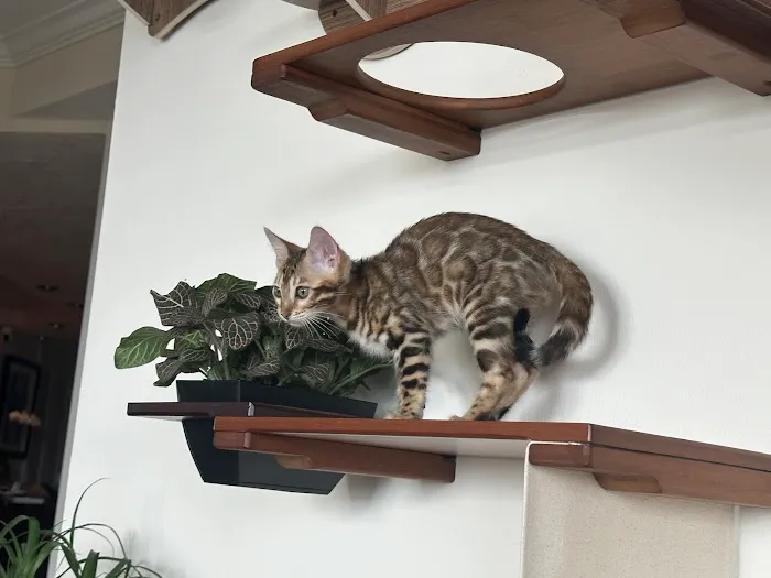 Bengal Kittens & Cats For Sale In Florida 10