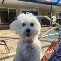 Safe Haven Veterinary Hospital ico