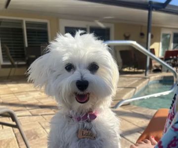 Safe Haven Veterinary Hospital