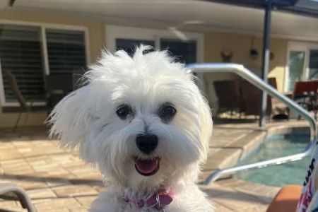 Safe Haven Veterinary Hospital