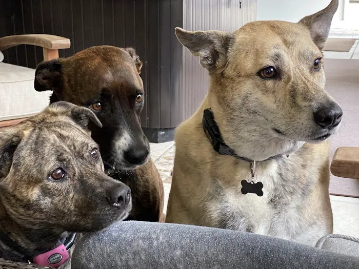 Safe Haven Veterinary Hospital 12