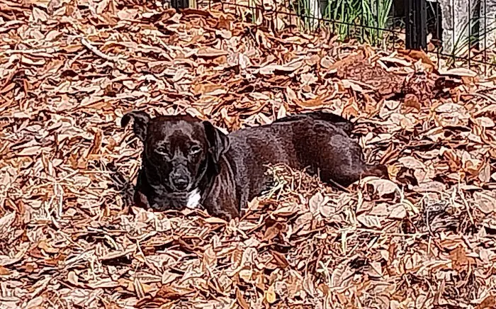 Safe Haven Veterinary Hospital 12