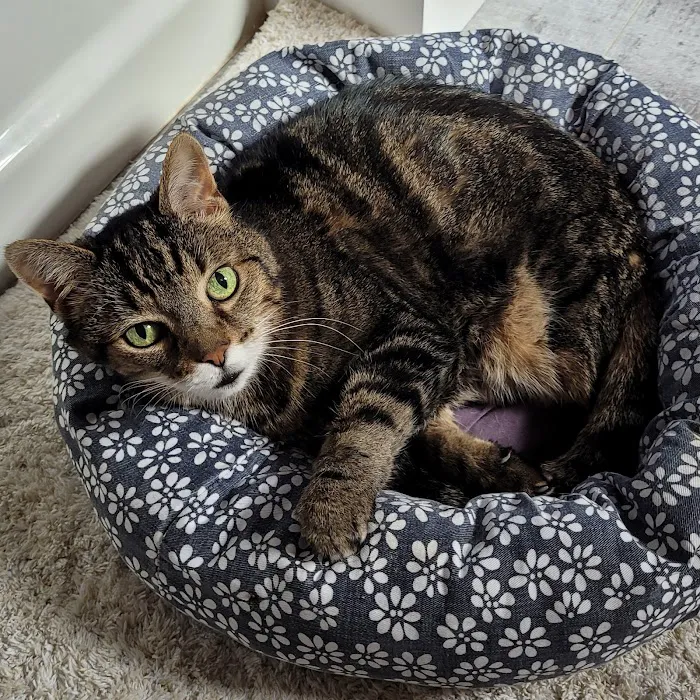 Safe Haven Veterinary Hospital 12