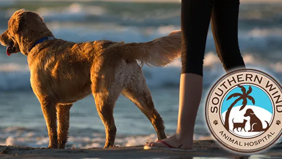 Southern Wind Animal Hospital 2