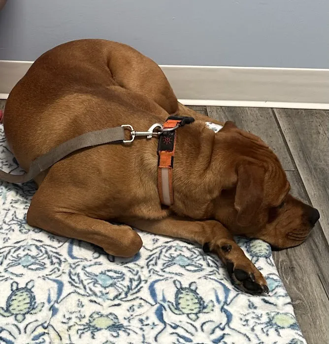 Southern Wind Animal Hospital 4