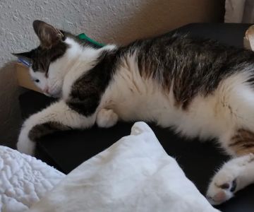 Banfield Pet Hospital