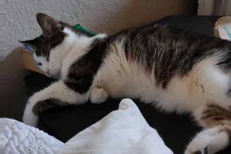 Banfield Pet Hospital