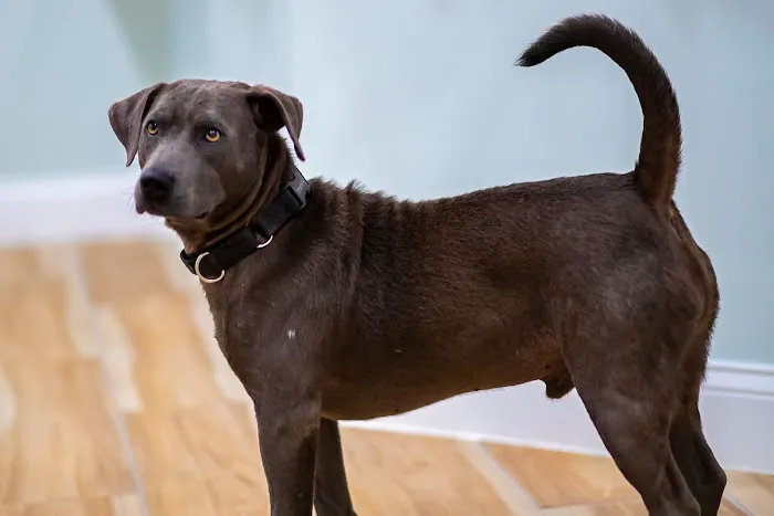 East Coast Animal Hospital 12