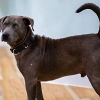 East Coast Animal Hospital ico