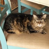 Palm Coast Pet Clinic ico