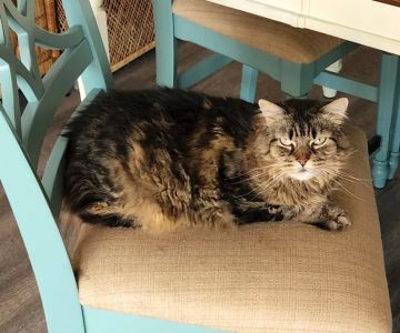 Palm Coast Pet Clinic