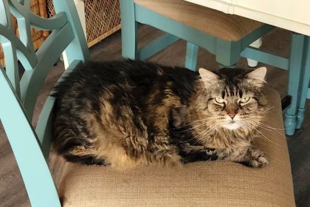 Palm Coast Pet Clinic