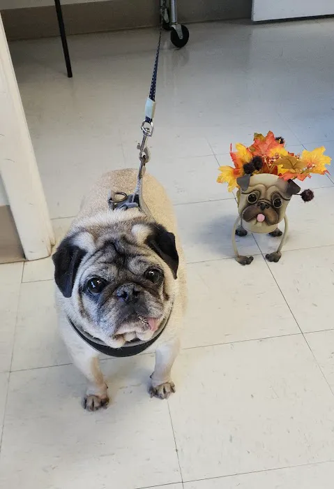 Palm Coast Pet Clinic 12