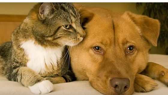 Companion Animal Hospital of North Florida 3