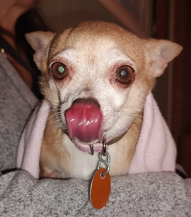 Companion Animal Hospital of North Florida 1