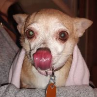 Companion Animal Hospital of North Florida ico