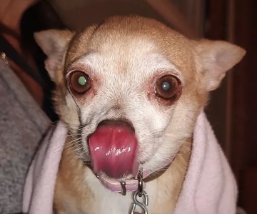 Companion Animal Hospital of North Florida