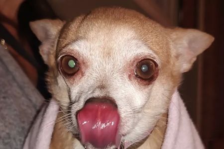 Companion Animal Hospital of North Florida