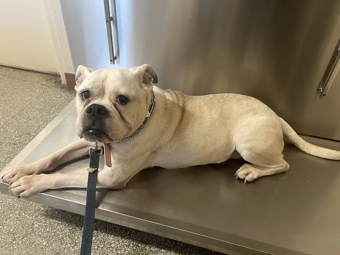 Companion Animal Hospital of North Florida 6