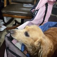 Animal Friends Dermatology ico