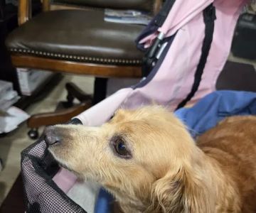 Animal Friends Dermatology