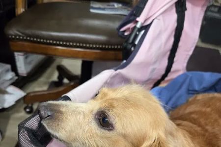 Animal Friends Dermatology