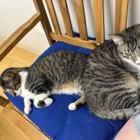 Sandy Paws Animal Hospital ico