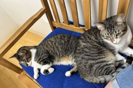 Sandy Paws Animal Hospital