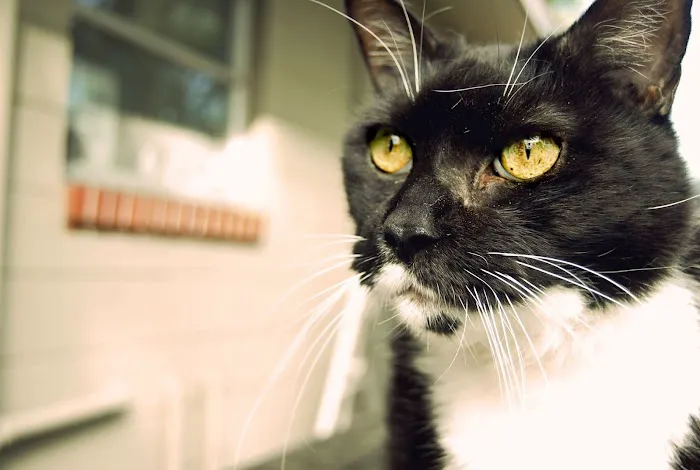Sandy Paws Animal Hospital 12