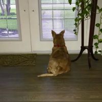 Affiliated Veterinary Specialists: Carlos L. Aragon, DVM, DACVS ico