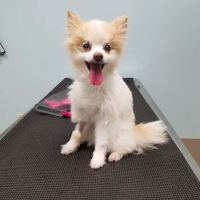 Animal Eye Clinic ico