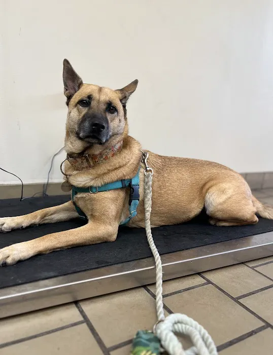 Timuquana Animal Hospital 12
