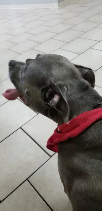 Normandy Animal Hospital 2