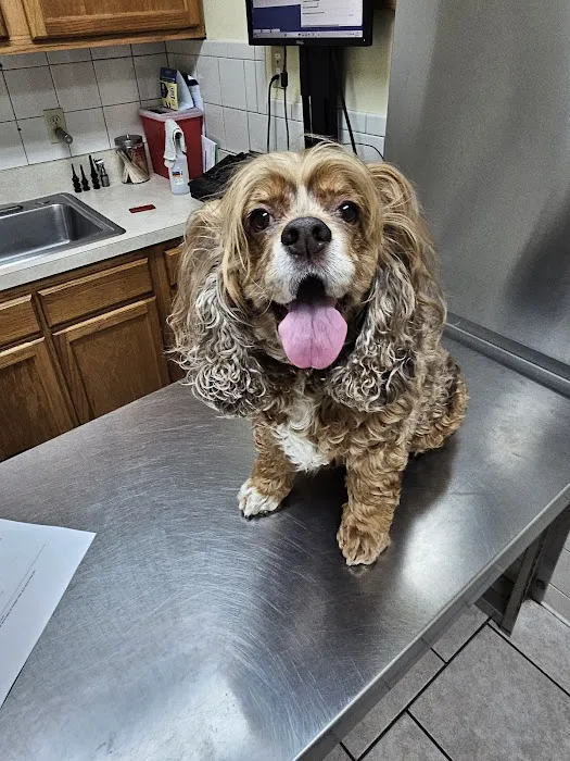 Normandy Animal Hospital 1
