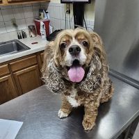 Normandy Animal Hospital ico