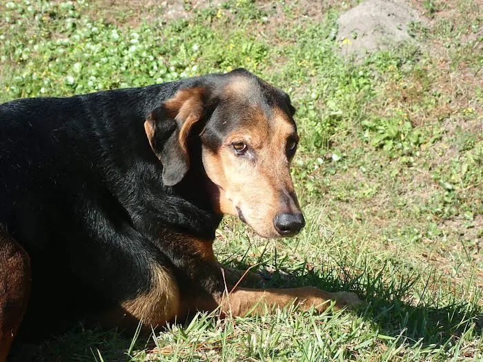 Normandy Animal Hospital 9