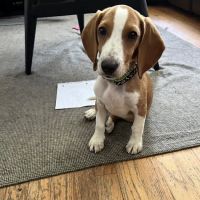 Cedar Hills Animal Hospital ico