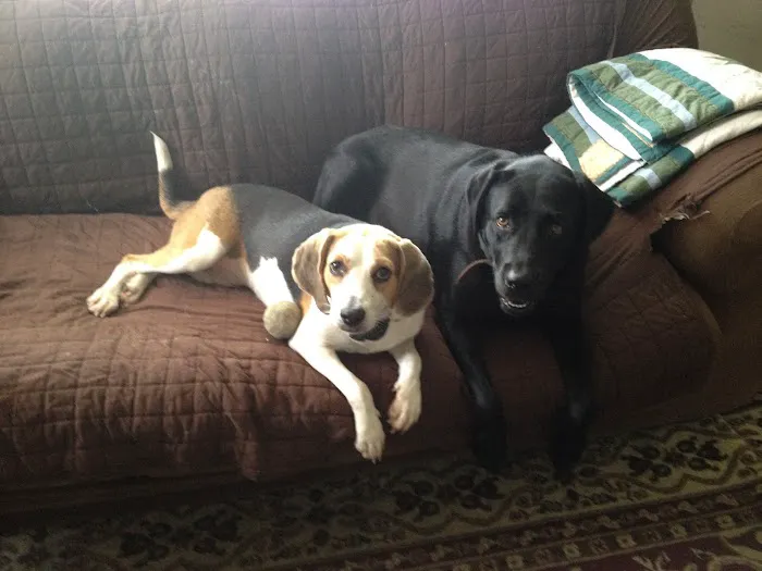 Cedar Hills Animal Hospital 12