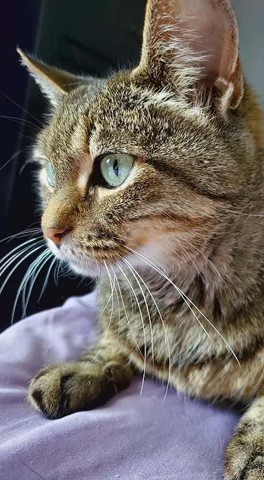 San Juan Animal Hospital 6