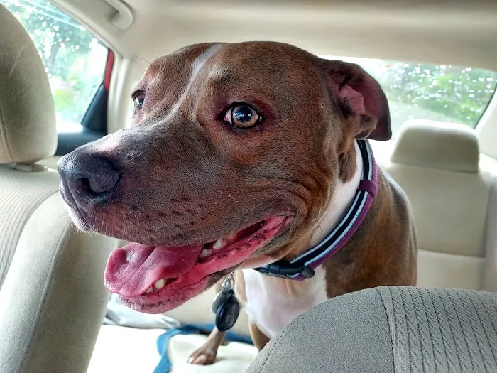 San Juan Animal Hospital 10