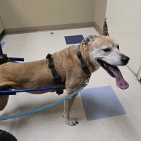San Juan Animal Hospital ico