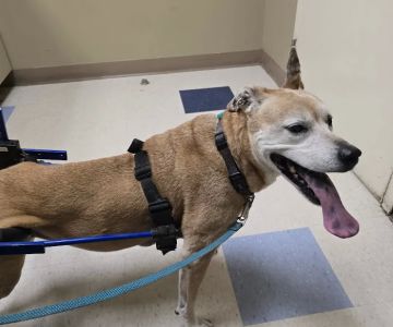 San Juan Animal Hospital