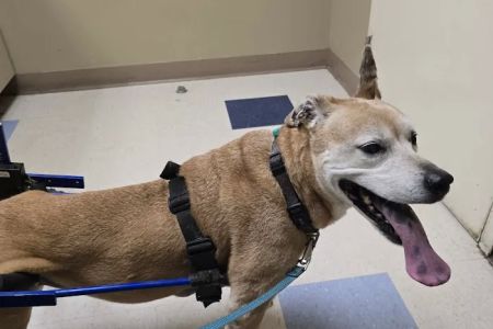 San Juan Animal Hospital