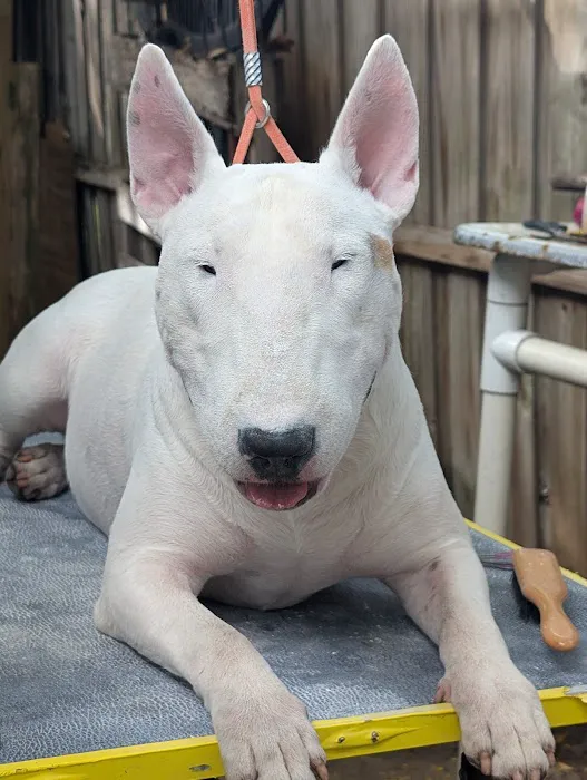 San Juan Animal Hospital 12