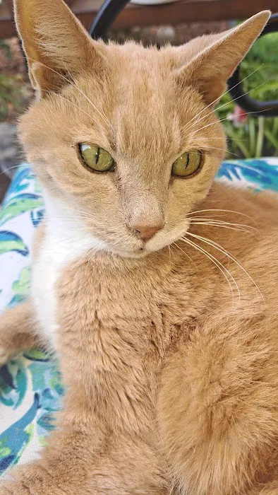 San Juan Animal Hospital 12